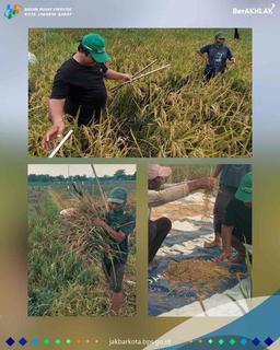 Supervision of Subround 2 Rice Tiles in 2024